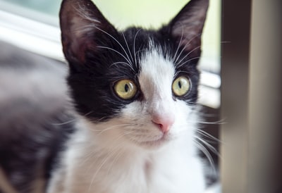 与黄眼睛只黑白相间的猫
